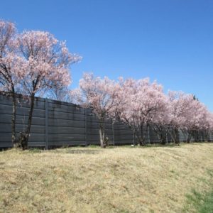 キレイに咲いた桜