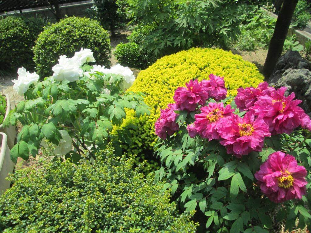 福島市のお客様のお庭にキレイに咲いたボタン