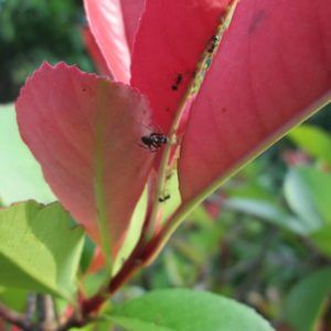 ベニカナメの新芽につくアブラムシに群がるアリ