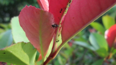 ベニカナメの新芽につくアブラムシに群がるアリ