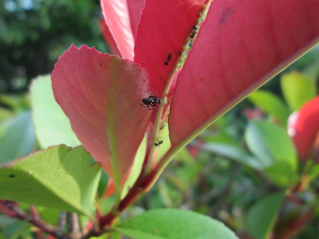 ベニカナメの新芽につくアブラムシに群がるアリ