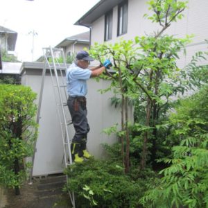 丁寧に剪定する剪定専門スタッフ