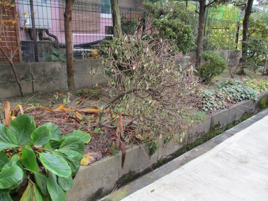 沈丁花 にこんなことが起こりました 郡山市 福島市のお庭のお手入れ Totalgreen トータルグリーン ダスキンウォンツ ダスキン大槻