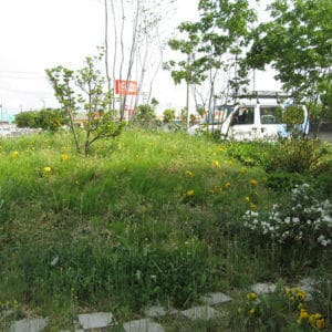 手入れされずに雑草が花咲いている芝生