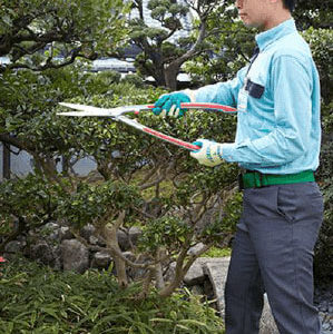 庭木の剪定を行うトータルグリーンのスタッフ