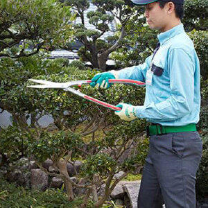 庭木の剪定を行うトータルグリーンのスタッフ