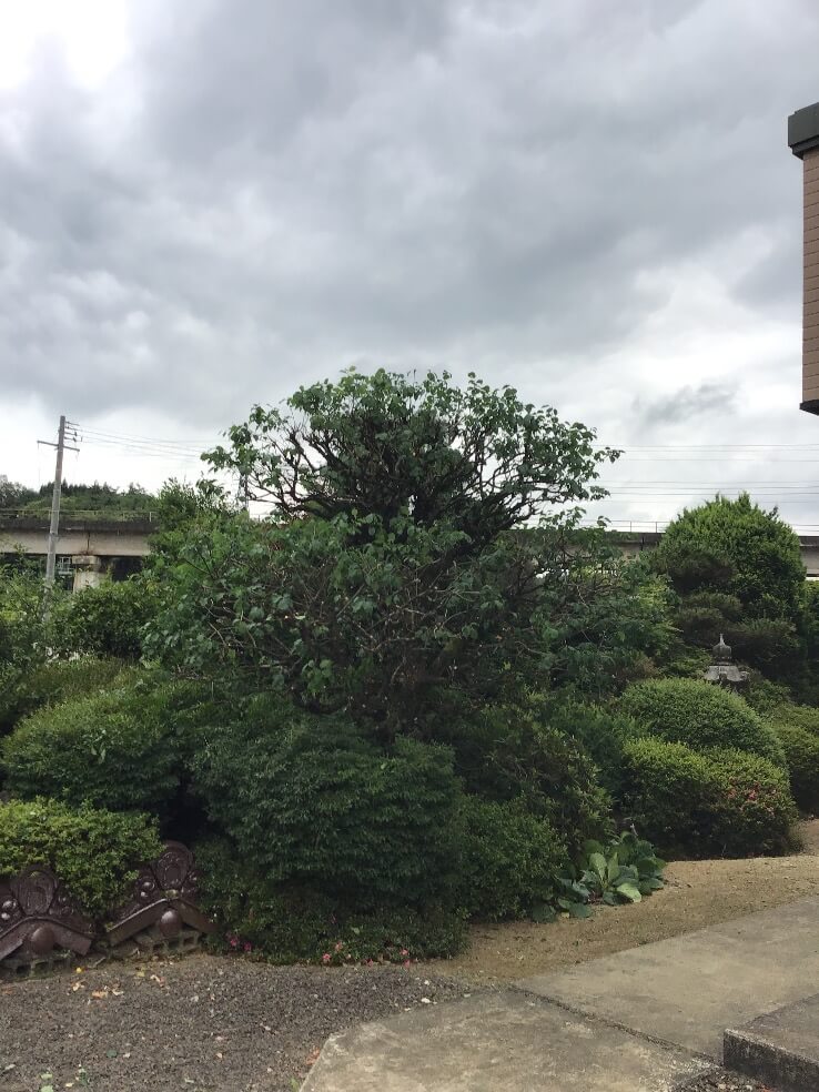 大きくなりすぎた梅の木剪定 郡山市 福島市のお庭のお手入れ Totalgreen トータルグリーン ダスキンウォンツ ダスキン大槻